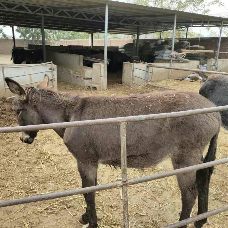 肉驴毛驴苗精品驴关中驴改良驴种驴免费送货送养殖