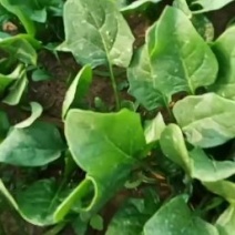 秋菠菜10-15厘米预售