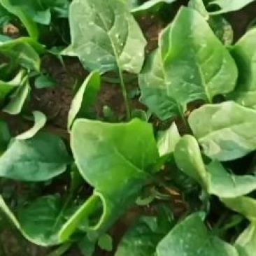 秋菠菜10-15厘米预售