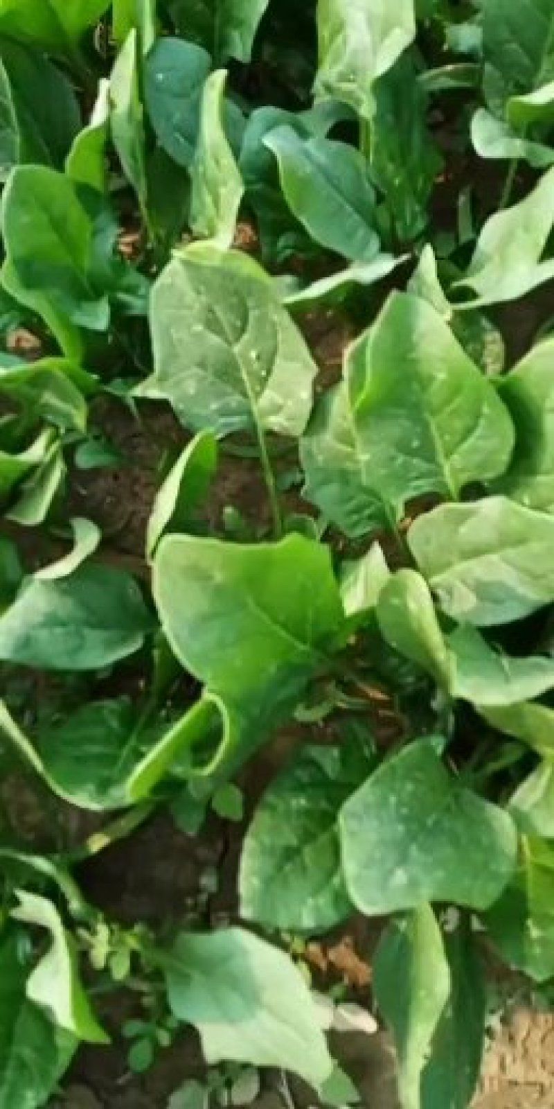 秋菠菜10-15厘米预售