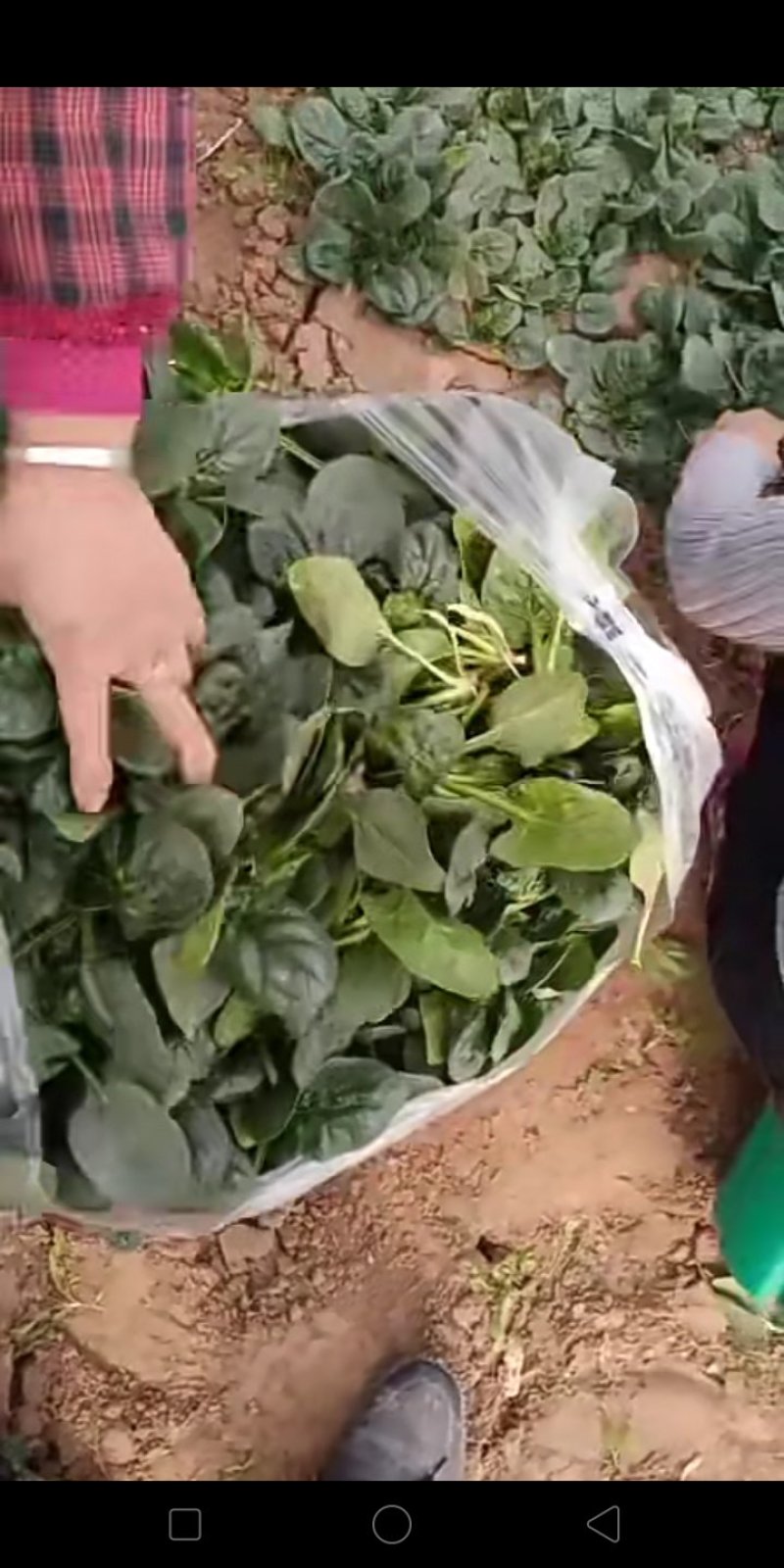 秋菠菜10-15厘米预售