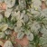 秋菠菜10-15厘米预售