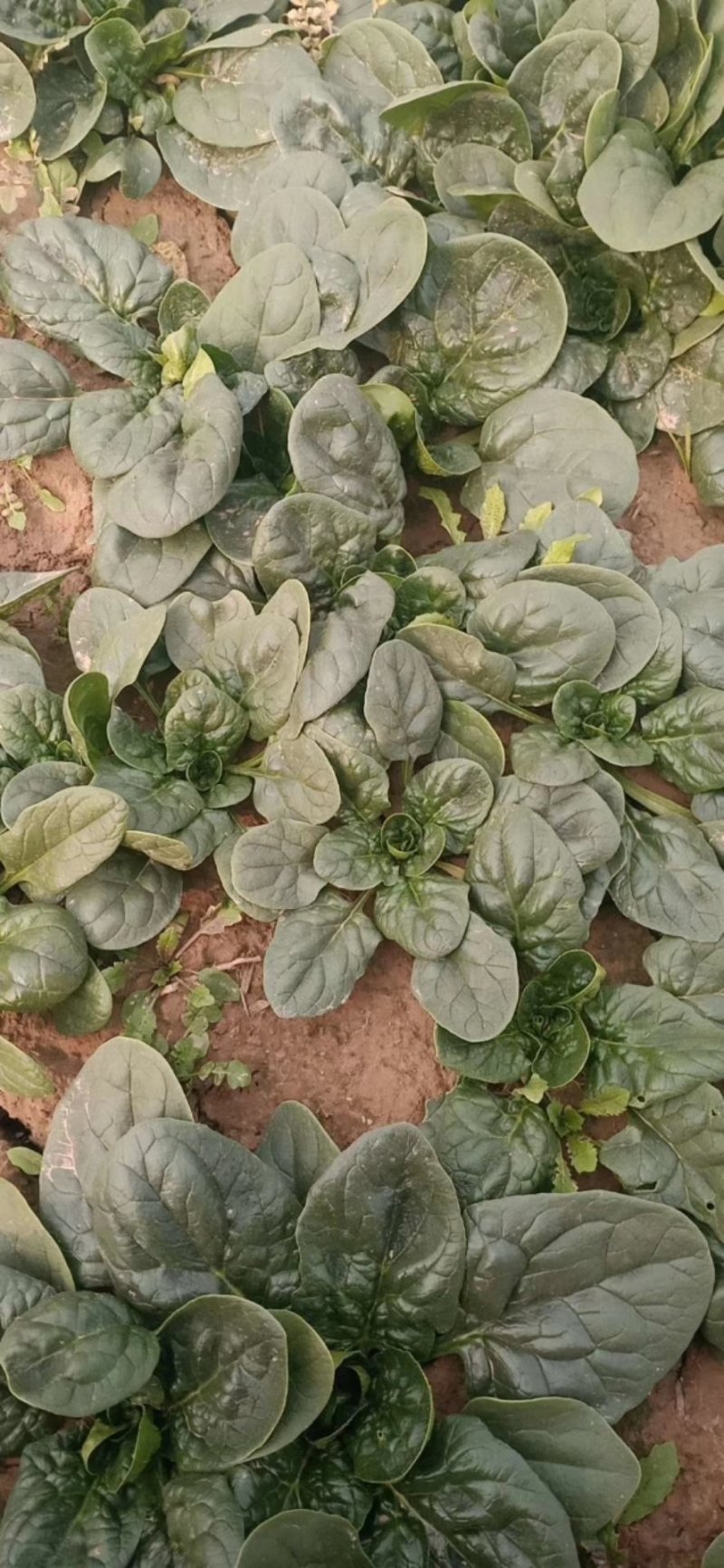 秋菠菜10-15厘米预售