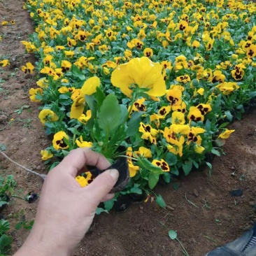 各种宿根，草花，绿化草木，水生植物等