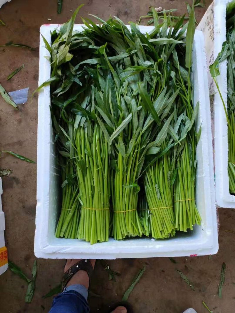 空心菜（徐闻县特产便宜又好吃）