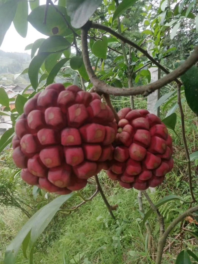 黑老虎苗布福娜苗奇特果水果树苗