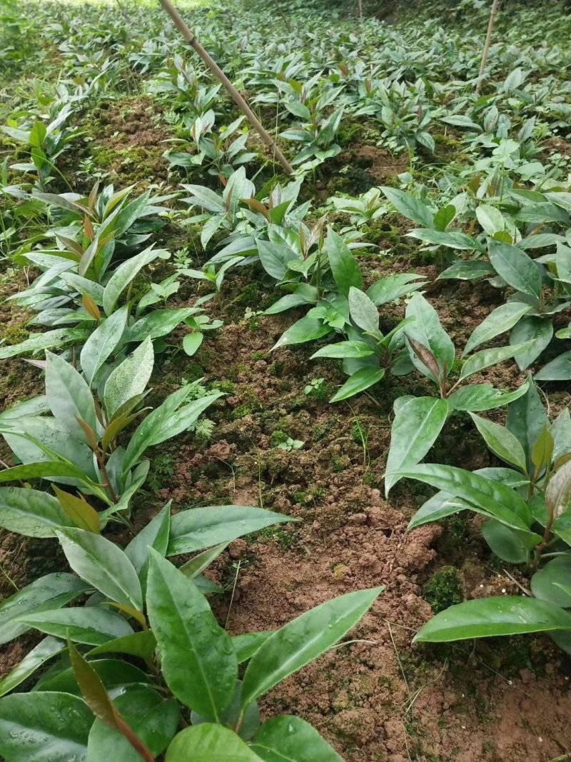 黑老虎苗布福娜苗奇特果水果树苗