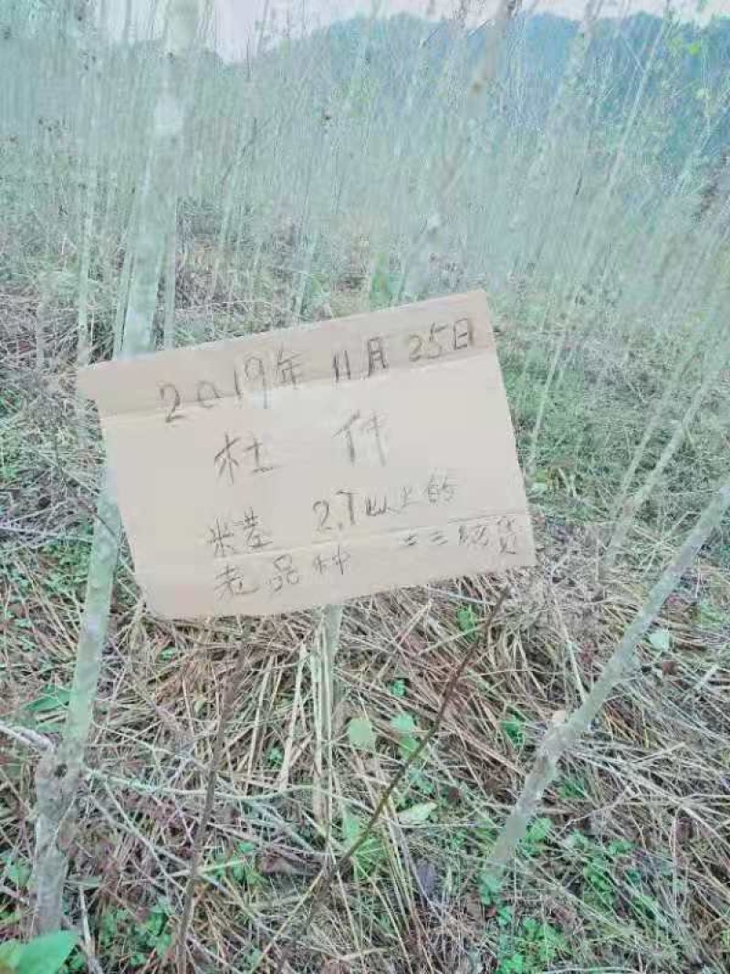 杜仲苗，2公分以上杜仲树