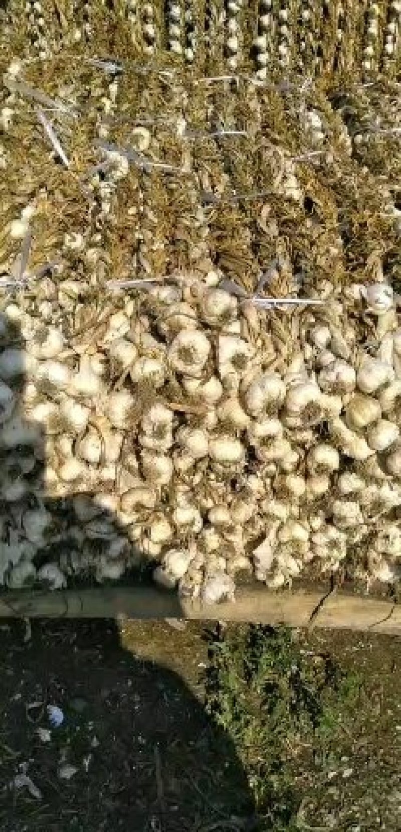 精品白皮蒜吉林火爆上市产地直供销往全国欢迎采购