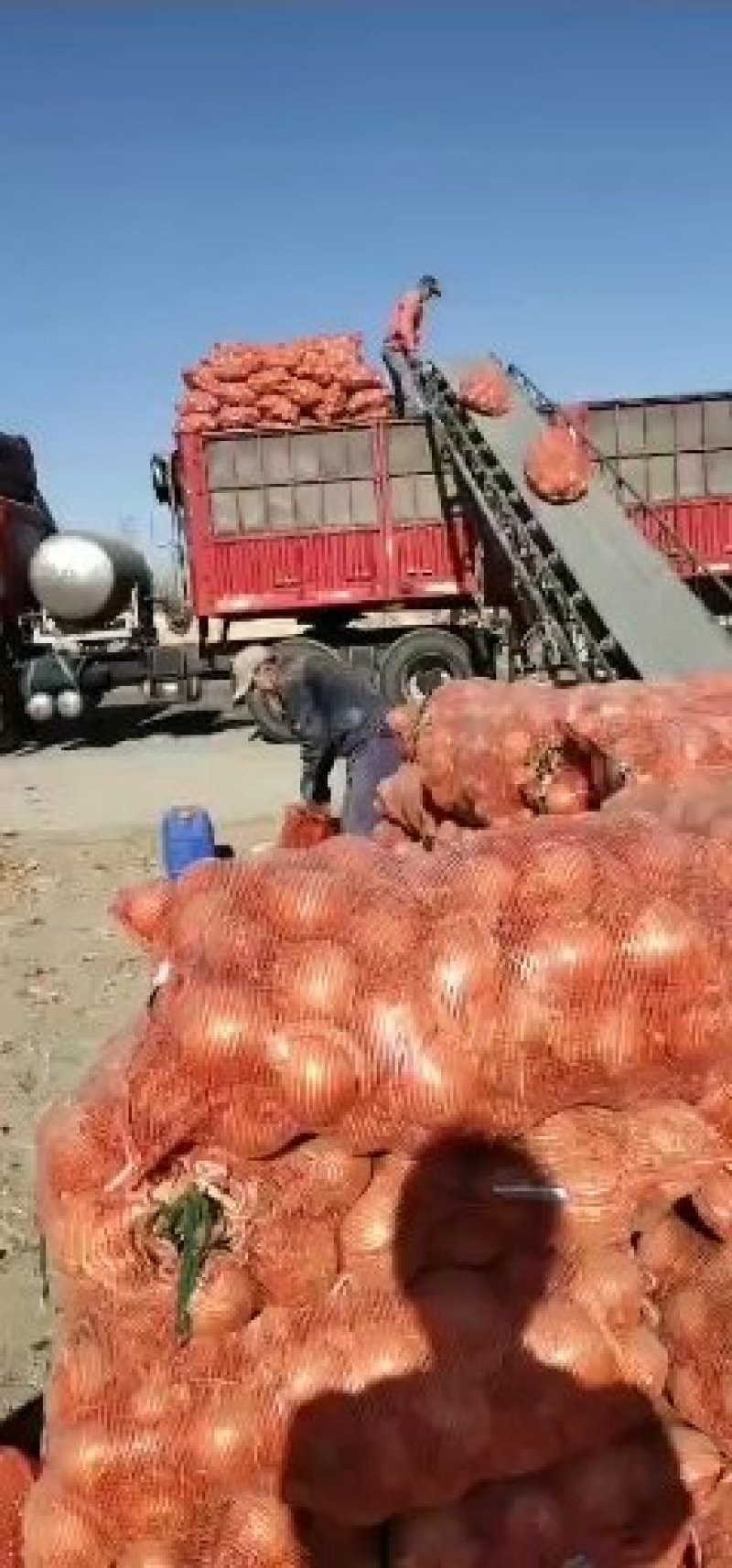 黄葱，