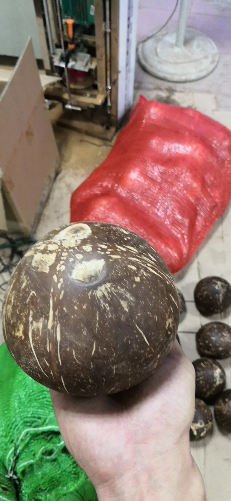 海南抛光椰皇大量批发，椰子碗专用椰皇
