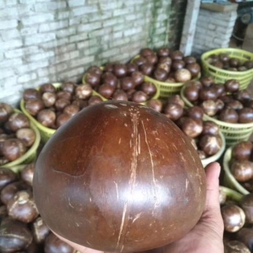 海南抛光椰皇大量批发，椰子碗专用椰皇