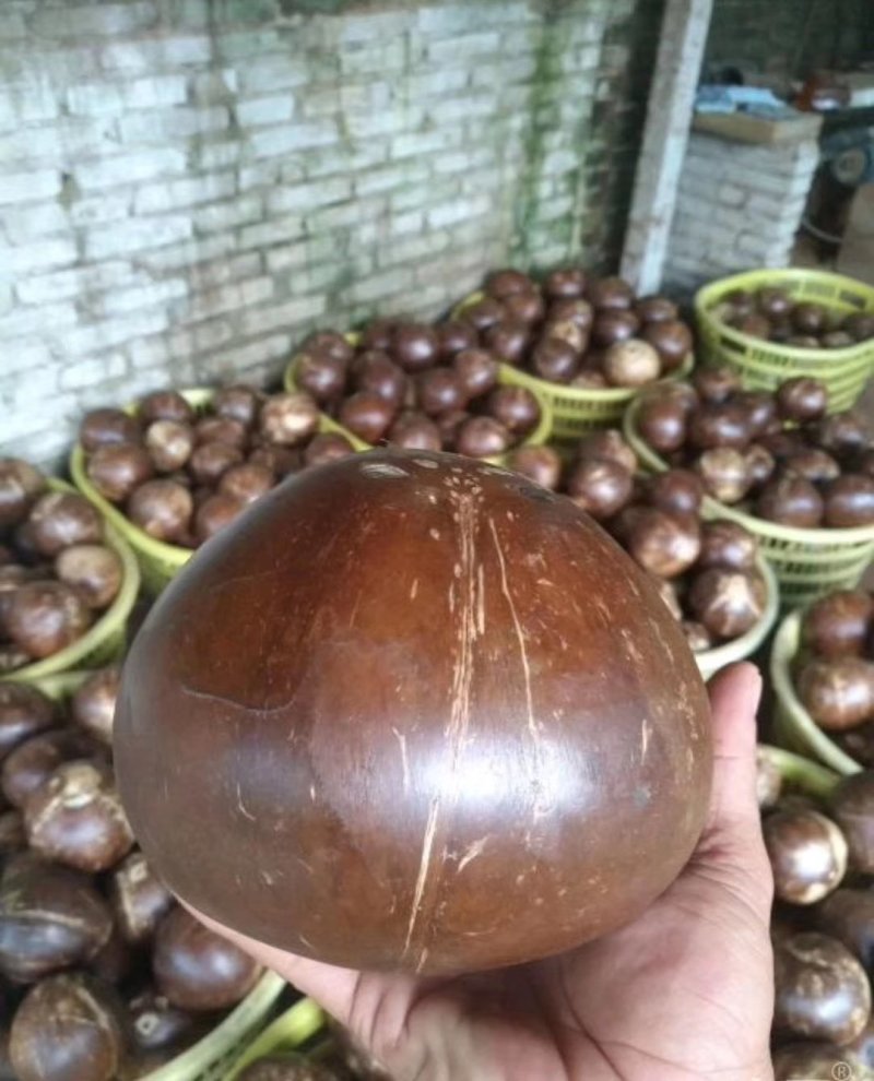 海南抛光椰皇大量批发，椰子碗专用椰皇