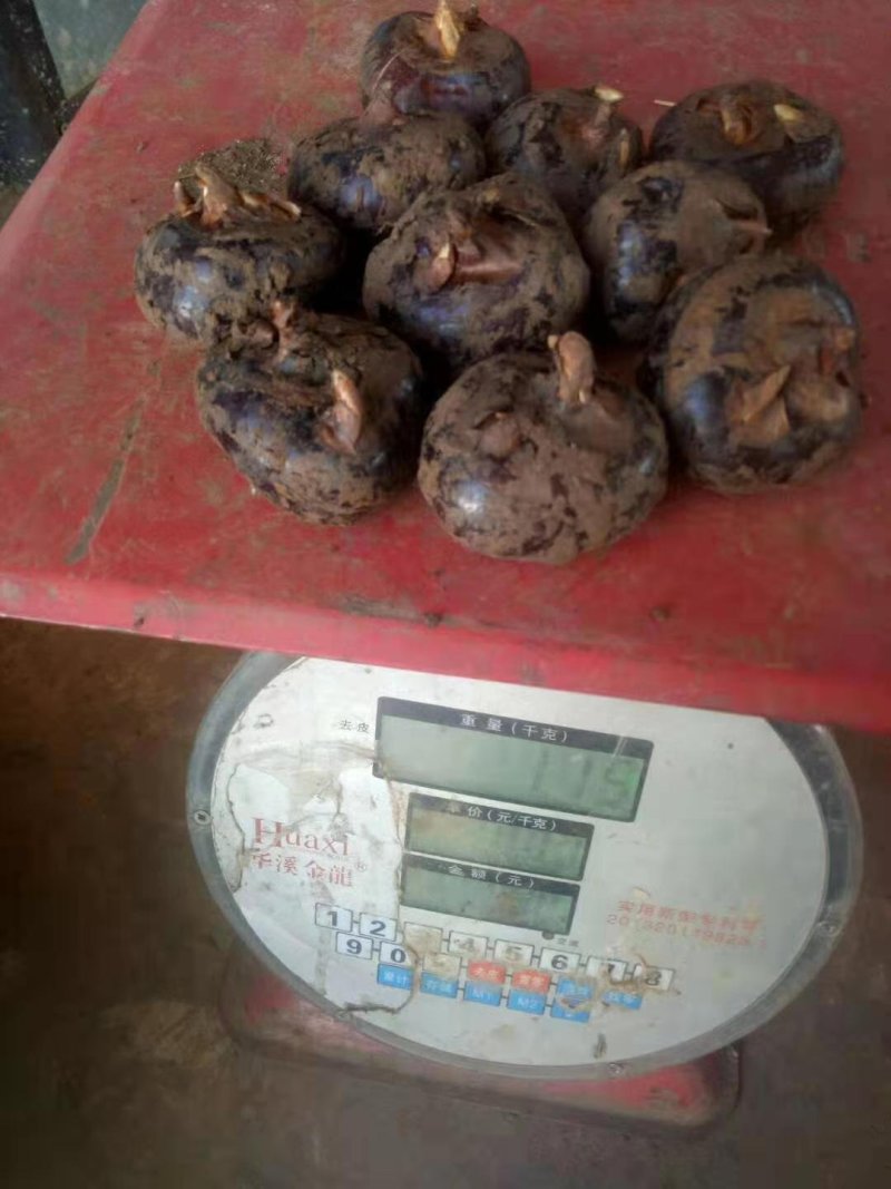 马蹄，荸荠，个大肉肥，果肉白口感好