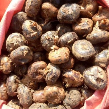 马蹄，荸荠，个大肉肥，果肉白口感好