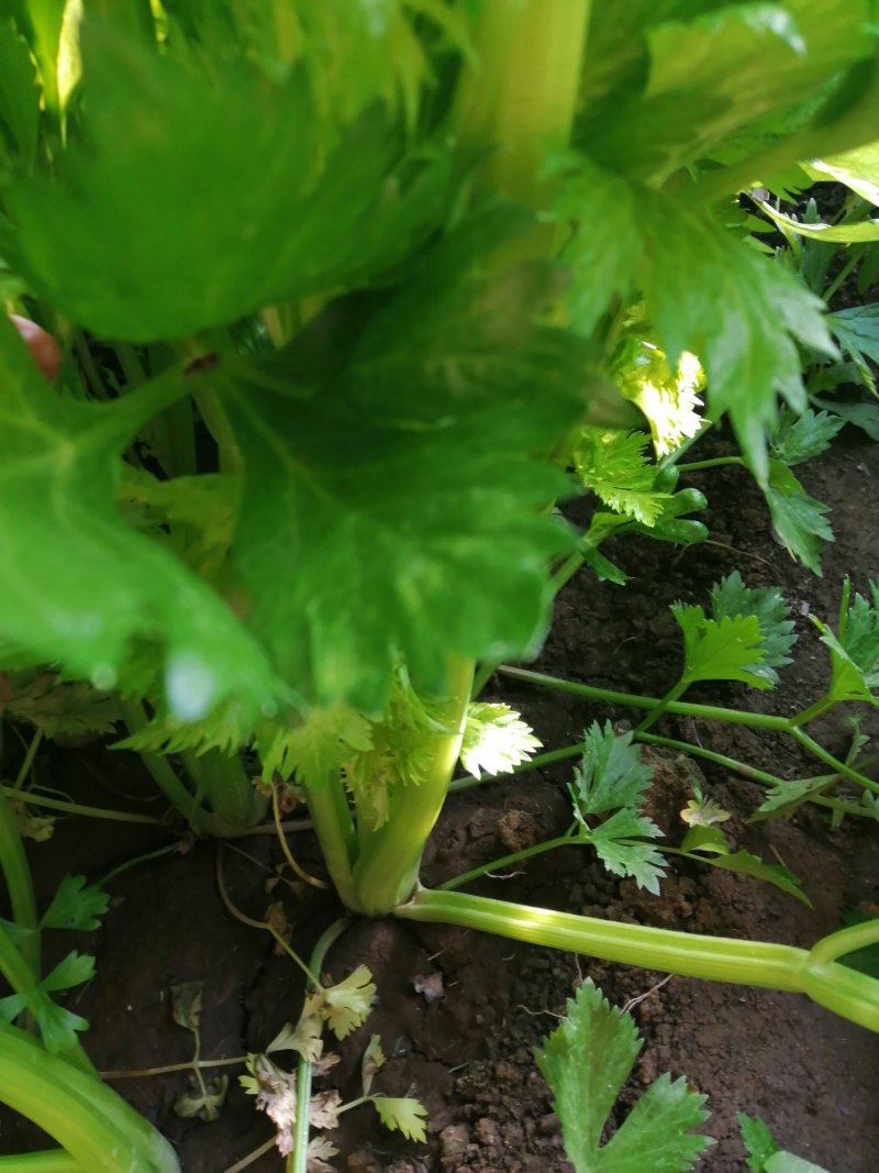 芹菜
