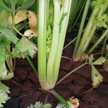 芹菜