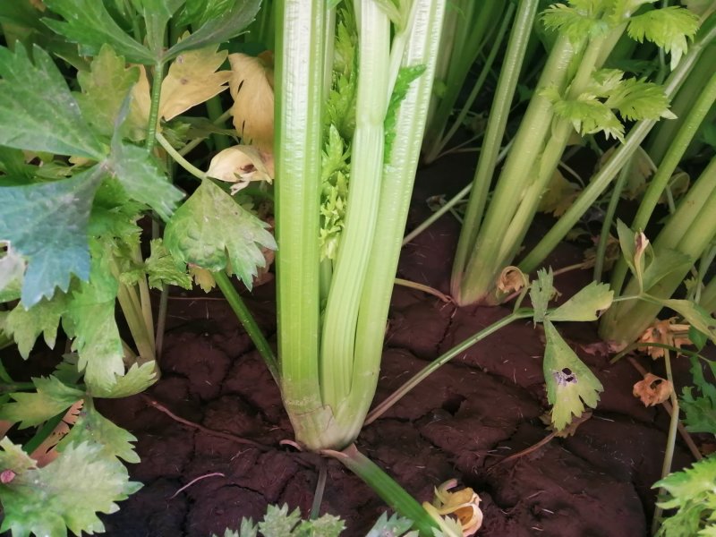 芹菜