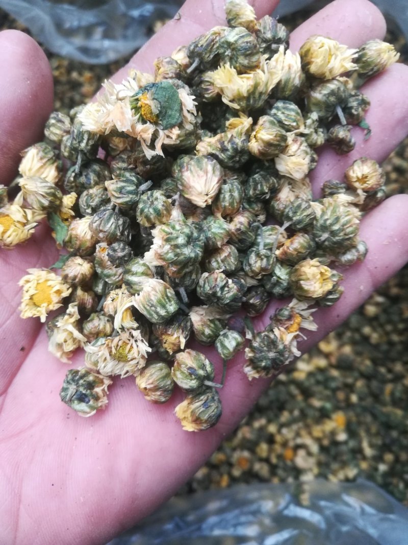 苏北菊胎菊