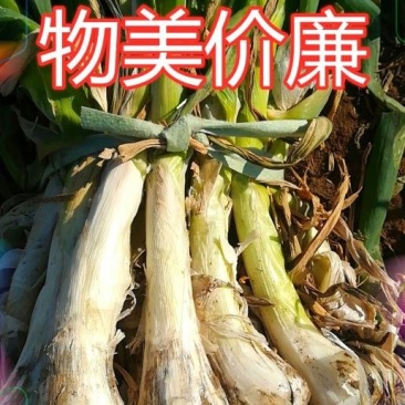鸡腿大葱，0.13元每斤