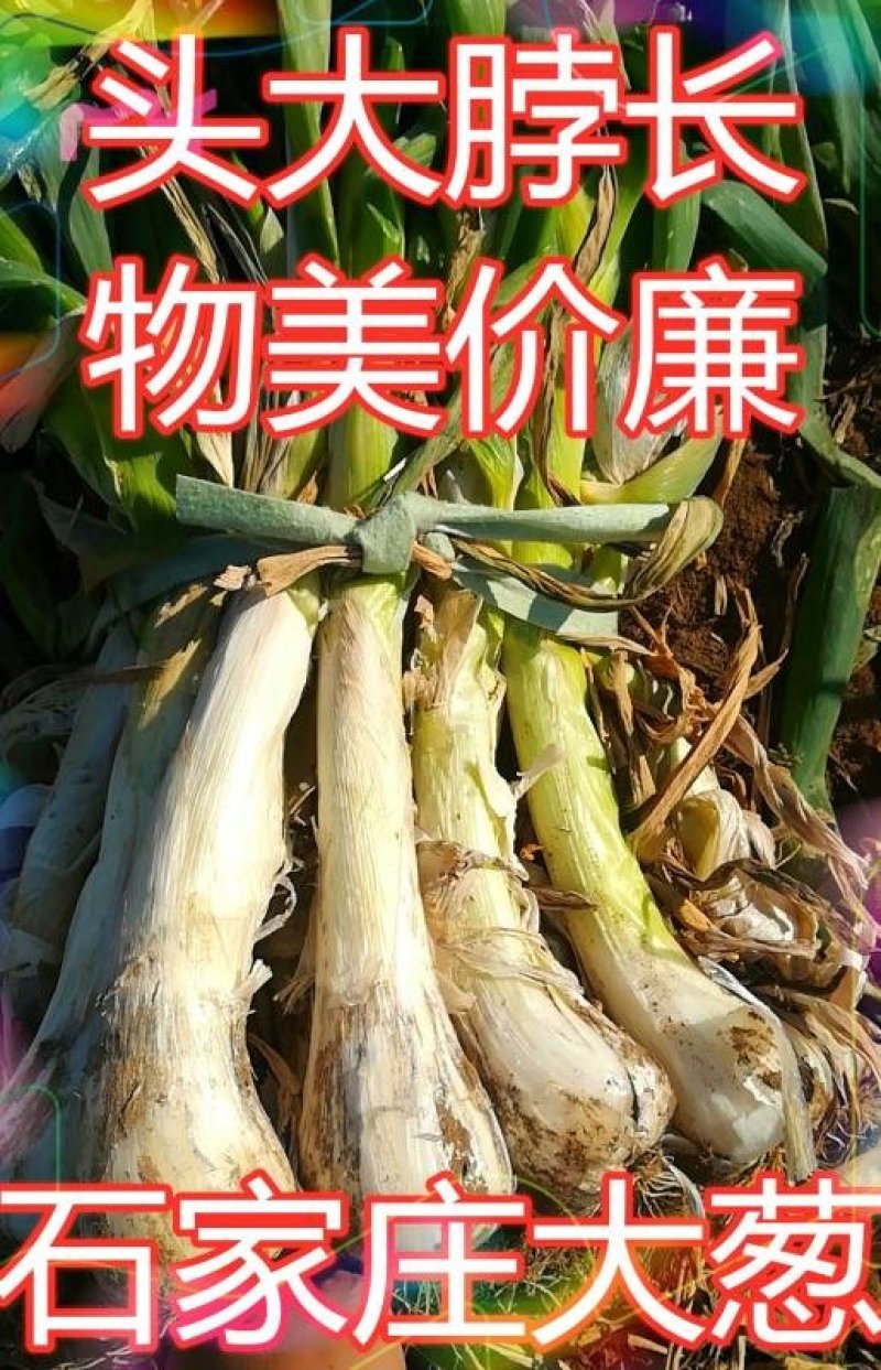 鸡腿大葱，0.13元每斤