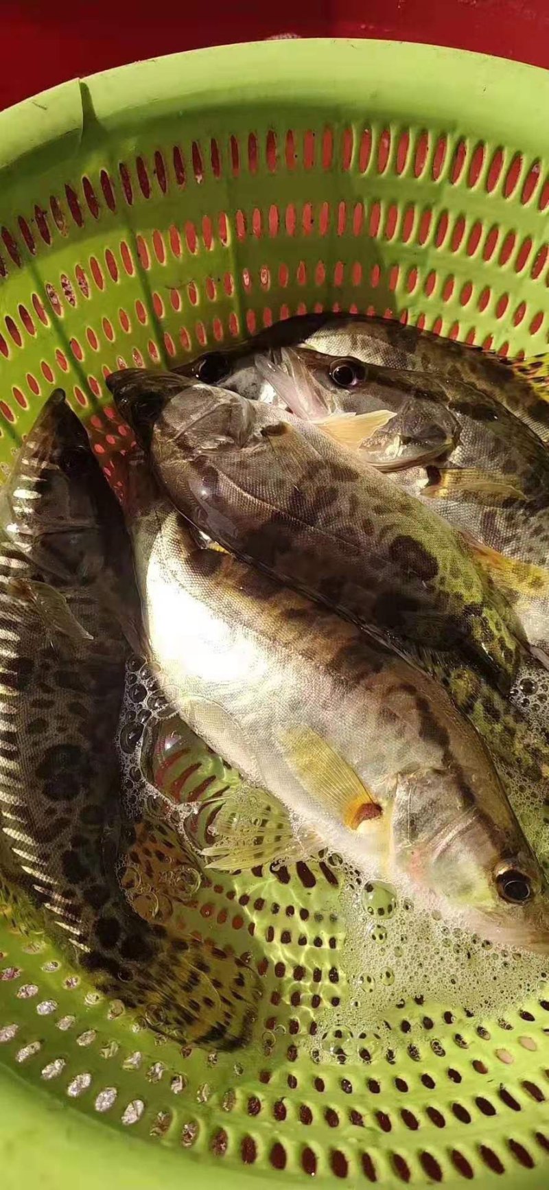 野生桂花鱼