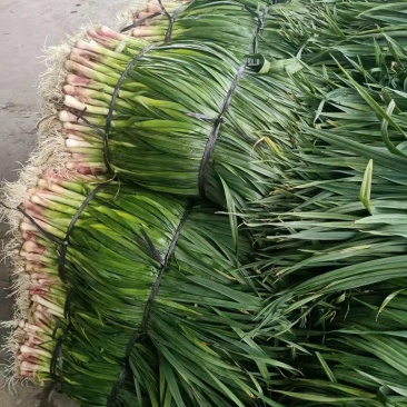 蒜苗，红根蒜苗，本地货大量上市