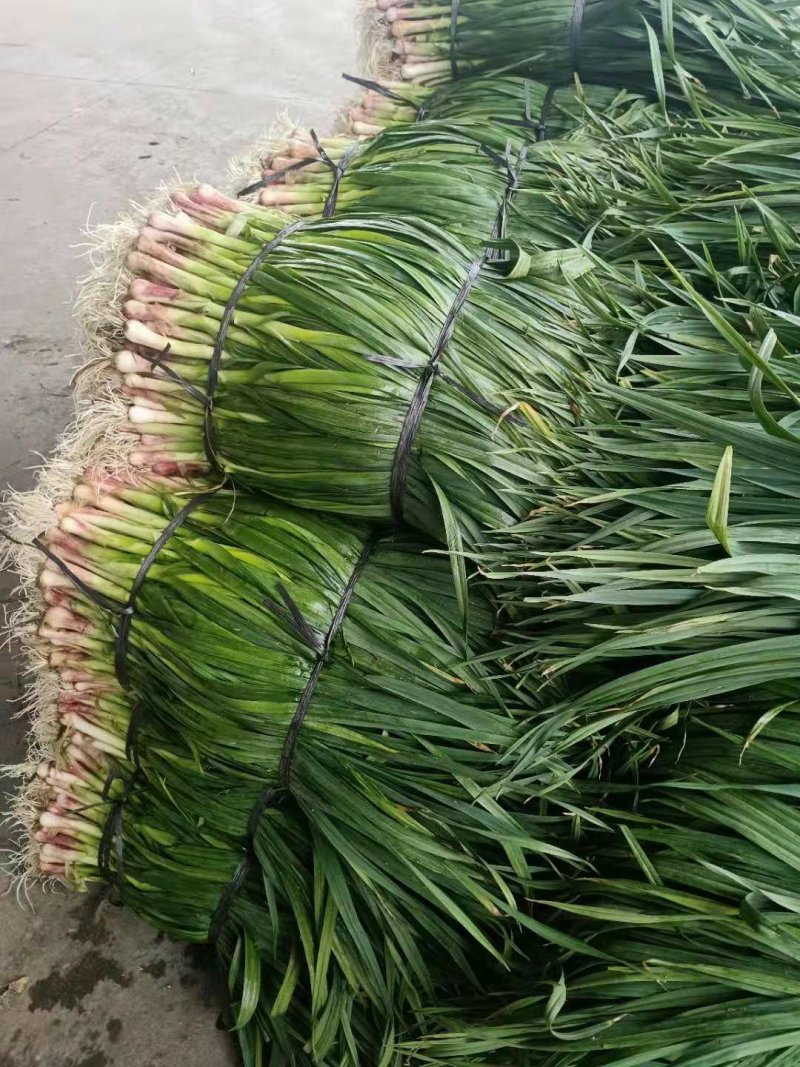 蒜苗，红根蒜苗，本地货大量上市