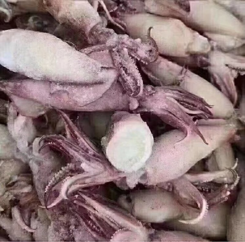 海兔