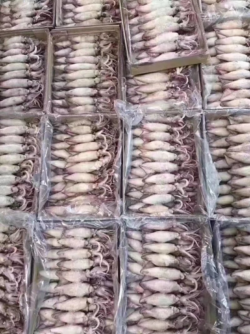 海兔