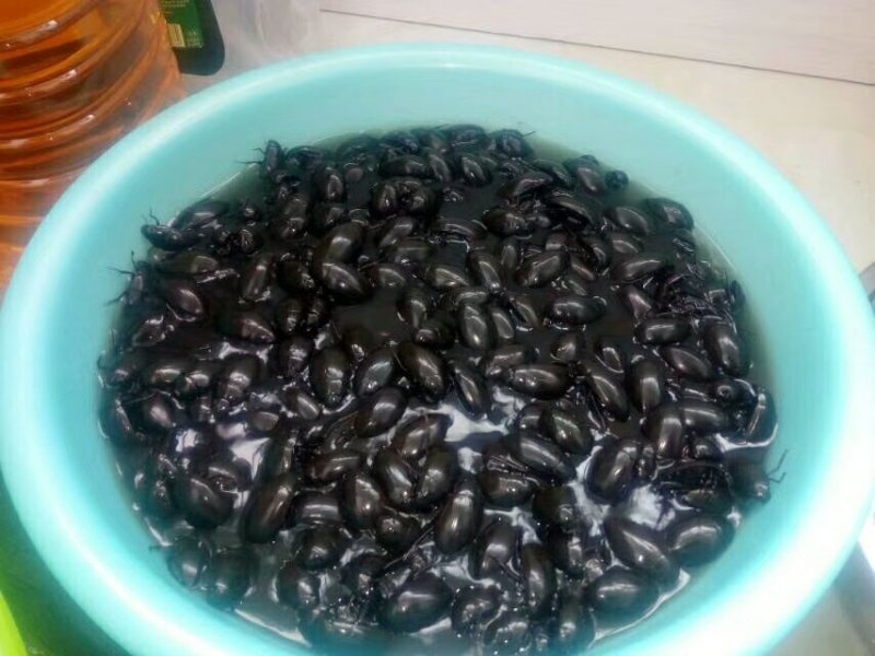 黑龙虱，活力足，个头大