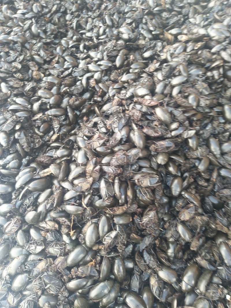 黑龙虱，活力足，个头大