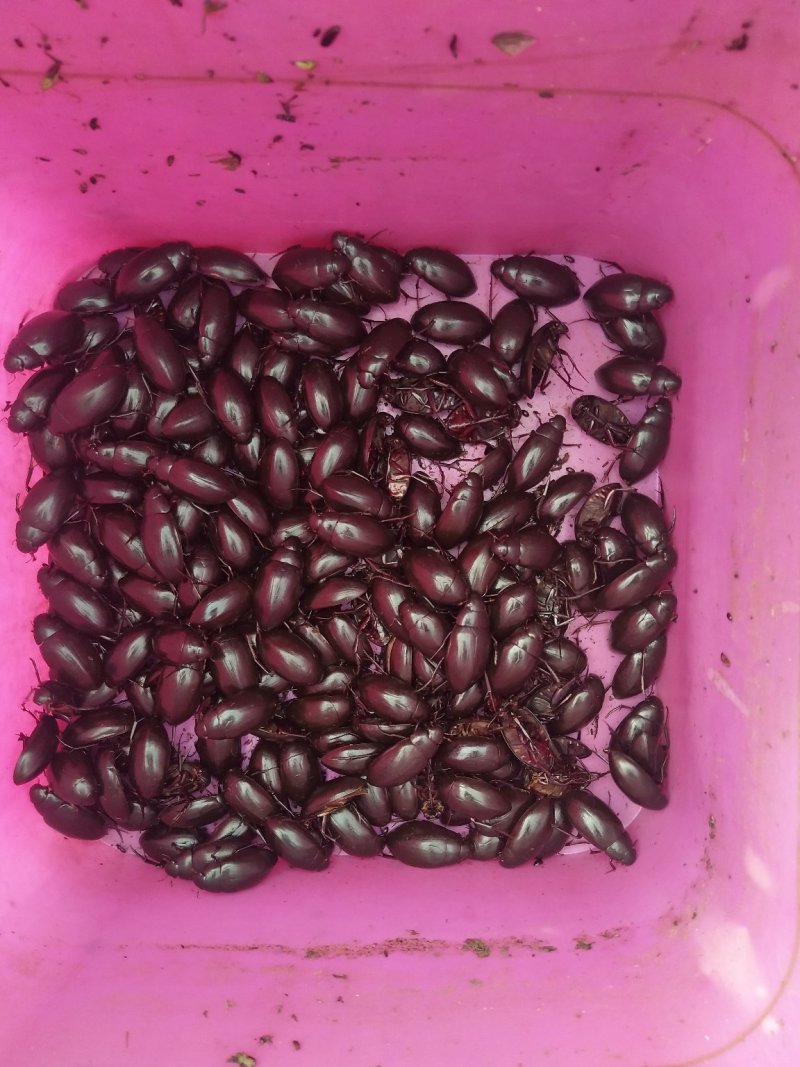 黑龙虱，活力足，个头大