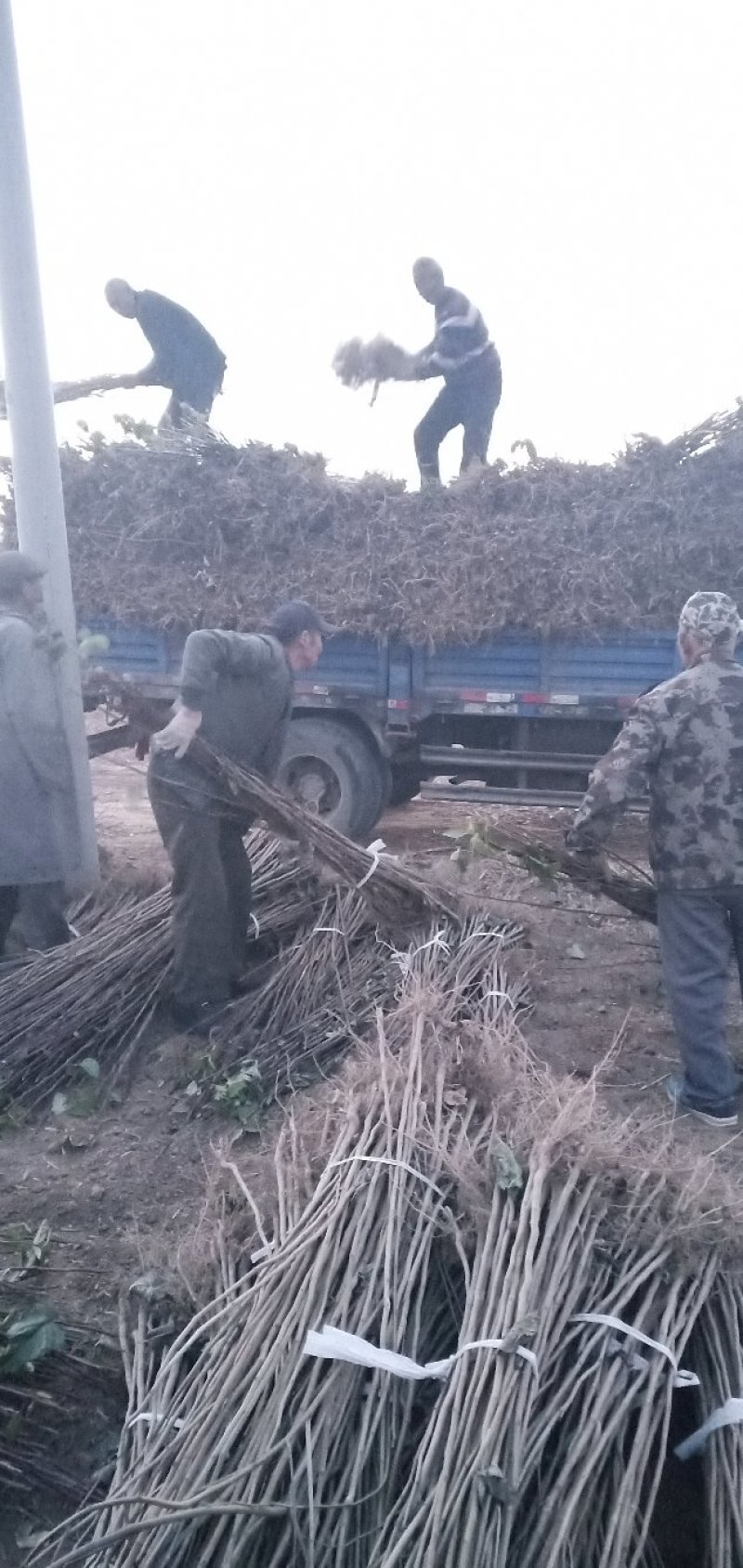 产地直销大量出售当年籽播杜仲小苗保定货源