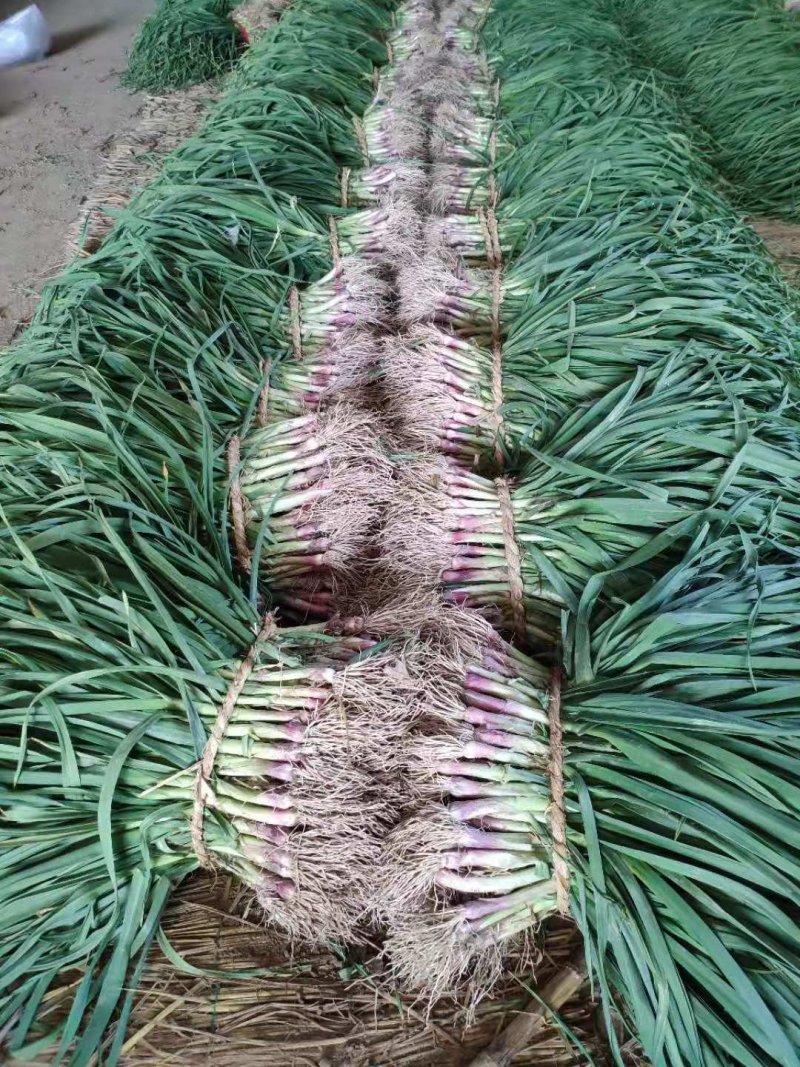 精品红根蒜苗，等级分拣加工，欢迎新老朋友前来订购