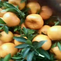 椪柑