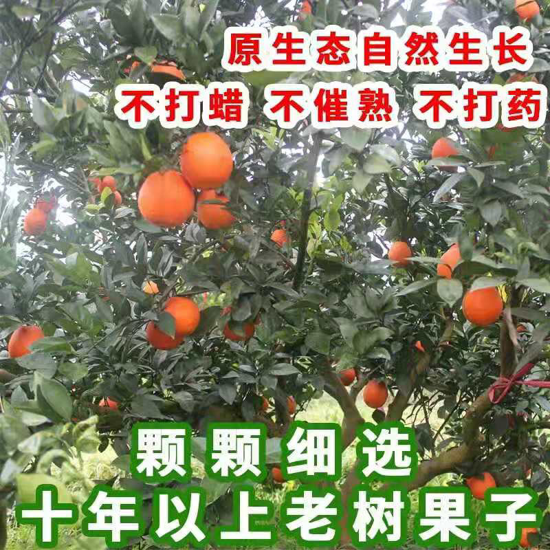 湖南纽荷尔脐橙口感优于赣南脐橙原产地直供