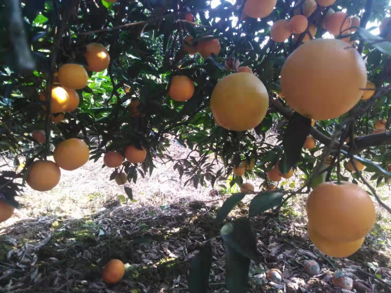 湖南纽荷尔脐橙口感优于赣南脐橙原产地直供