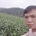乌牛早茶树苗：基地大量直供