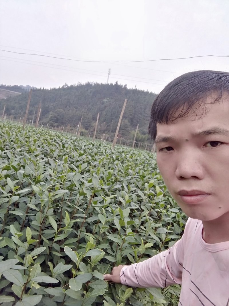 乌牛早茶树苗：基地大量直供