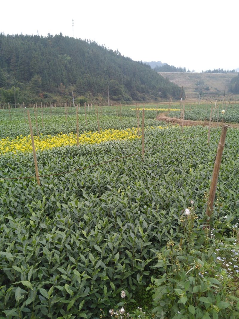乌牛早茶树苗：基地大量直供