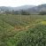 乌牛早茶树苗：基地大量直供