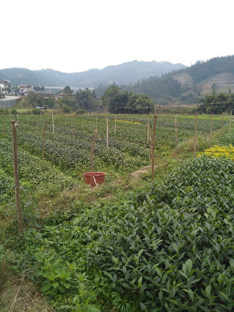 乌牛早茶树苗：基地大量直供