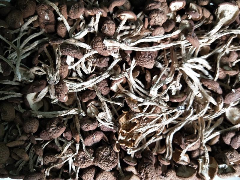茶树菇，茶树菇，量大从优，大量批发，，，，，，，，，，，