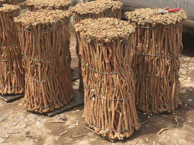 甘肃野生黄芪修剪货根茎粗大