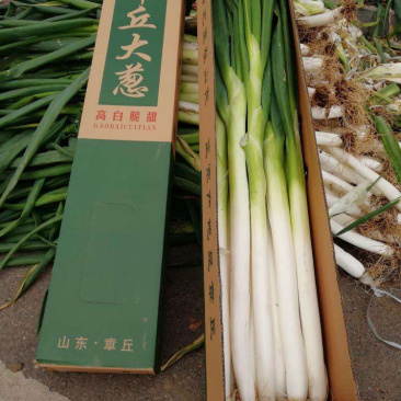 章丘大葱特级特选甘甜大葱