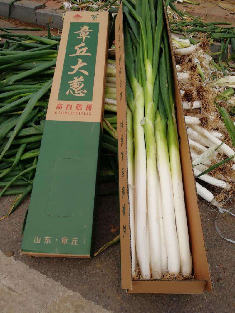 章丘大葱特级特选甘甜大葱