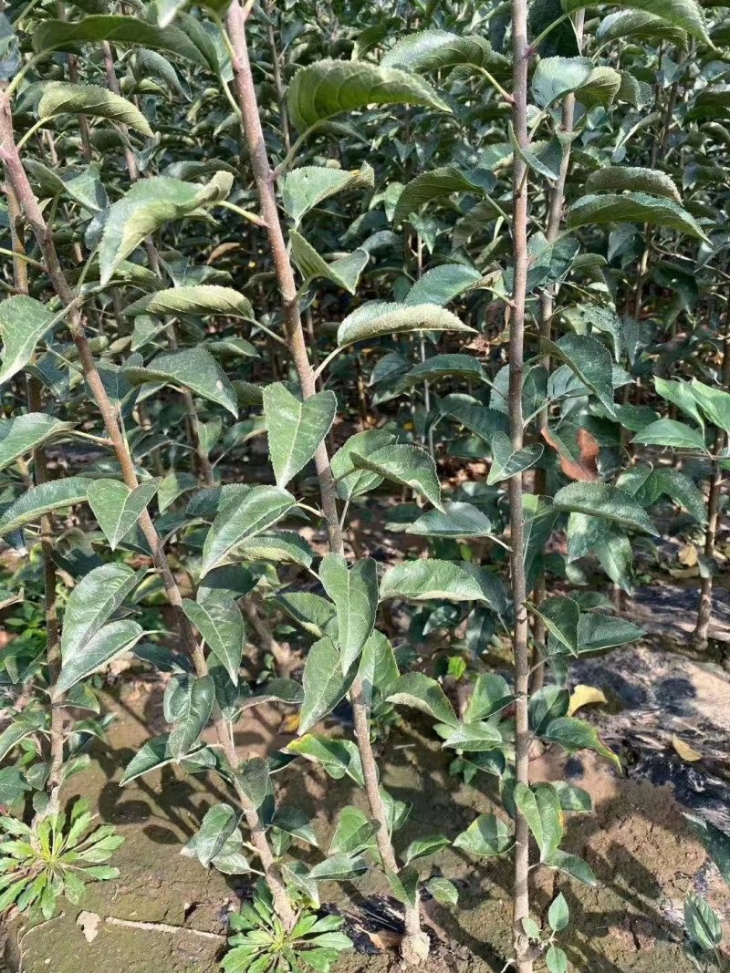 苹果苗维纳斯黄金苹果苗嫁接苹果苗规格品种齐全