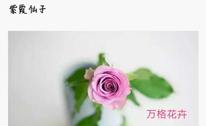 多款紫色系列玫瑰小苗批发零售
