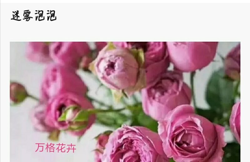多款紫色系列玫瑰小苗批发零售